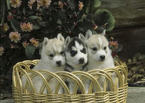 三个,西伯利亚,哈士奇犬,小狗,坐,一起,篮子