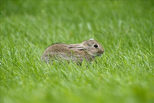 小兔,吃,草地