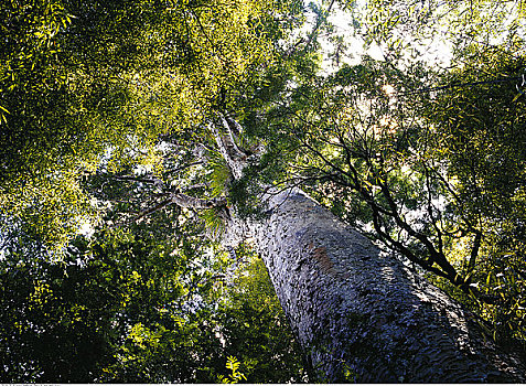 树,林冠层,新西兰