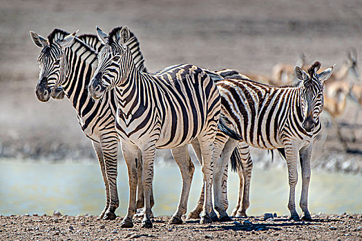 斑马,群,站立,水潭,埃托沙国家公园,纳米比亚,非洲