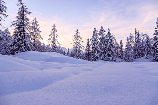 冬日树林,阿尔卑斯山