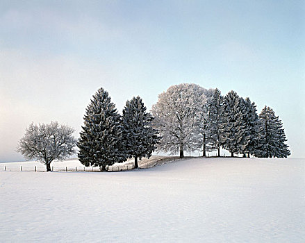 风景,树,冬天