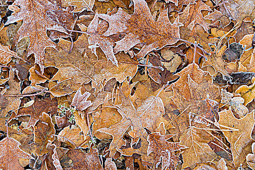 特写,橡树,叶子,秋天,遮盖,霜,奥登瓦尔德,山,巴伐利亚,德国