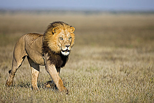狮子,雄性,博茨瓦纳,非洲