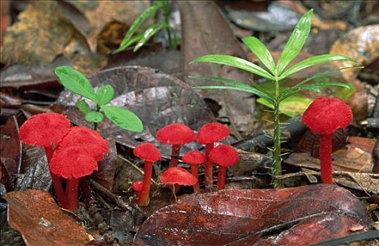 红色,蘑菇,林中地面,海滩,澳大利亚