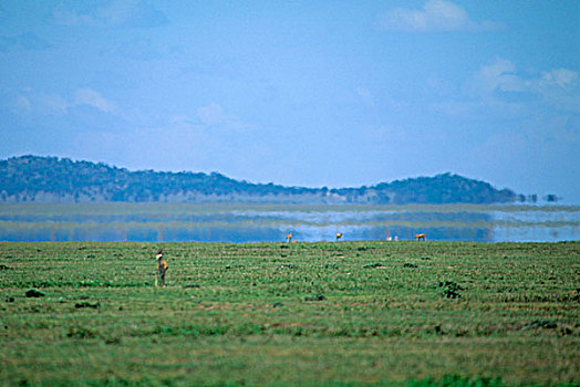 瞪羚,背景,塞伦盖蒂国家公园,坦桑尼亚
