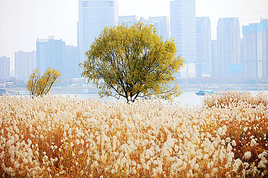 荻海芦花