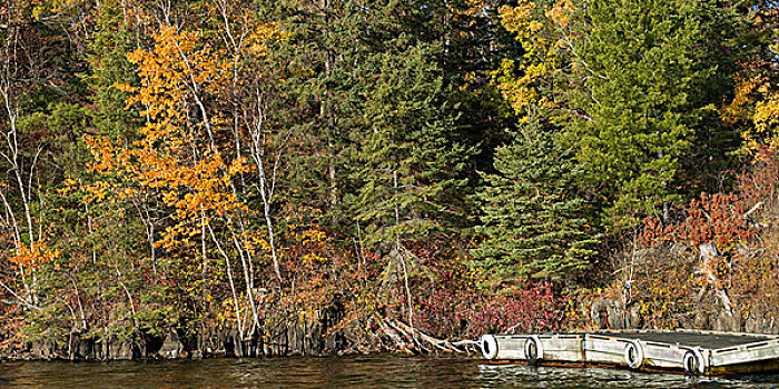 树,海岸线,湖,木头,安大略省,加拿大