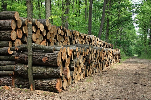 大,堆,木头,林道