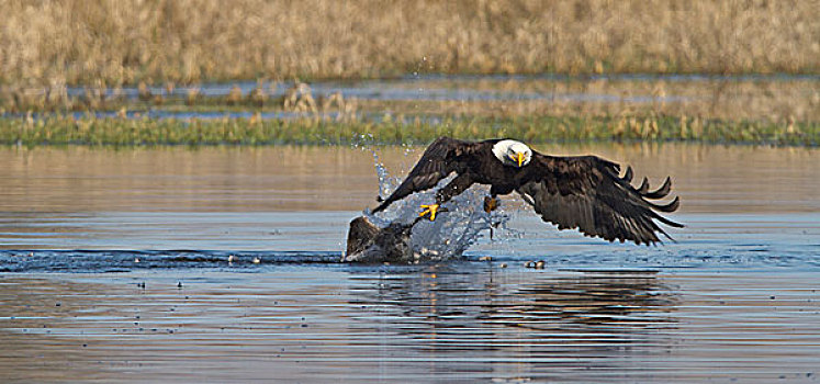 白头鹰,鸭子,水塘,国家野生动植物保护区,华盛顿