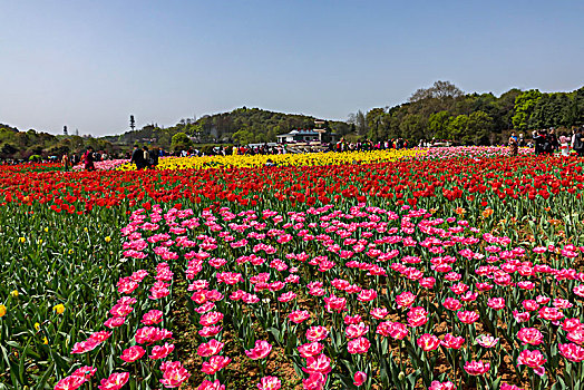 郁金香,花海