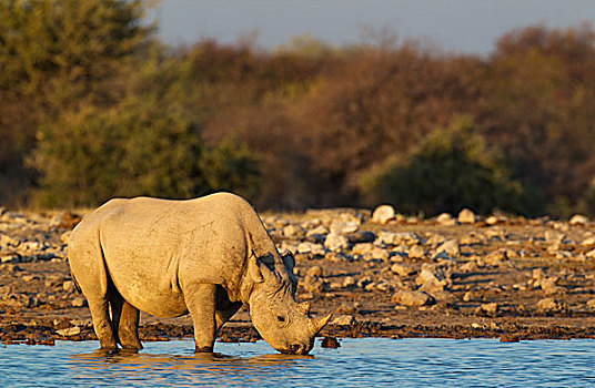 黑犀牛,犀牛,雄性,喝,水潭,夜光,埃托沙国家公园,纳米比亚,非洲
