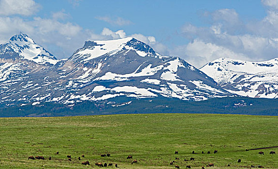 野牛,牧群,放牧,预留,近东,冰河,蒙大拿