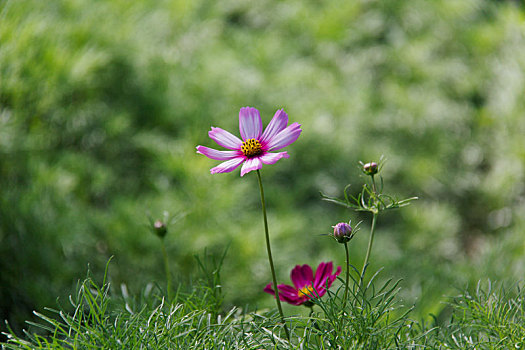 高原格桑花