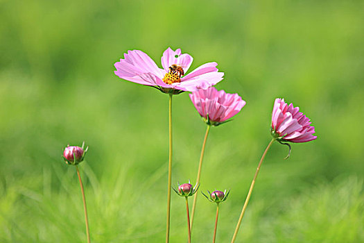 波斯菊