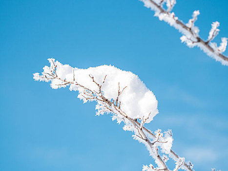 冬天的雪,唯美的雪,雪压枝头,雾凇