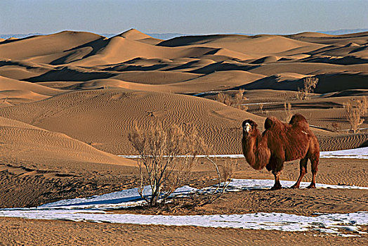 双峰骆驼,双峰驼,冬天,戈壁沙漠,蒙古