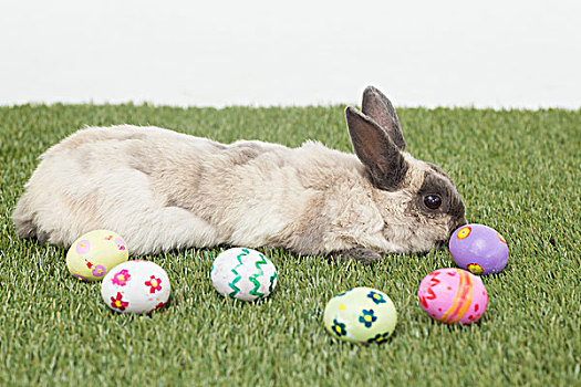 兔子,复活节彩蛋,草地