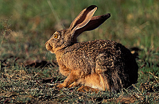 野兔,草兔,斑马山国家公园,南非