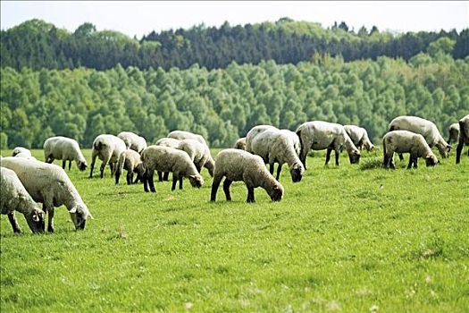 牧群,绵羊,放牧,草场,正面,树林