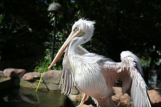 马来西亚吉隆坡雀鸟公园