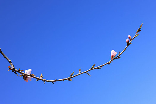 春暖花开山桃花