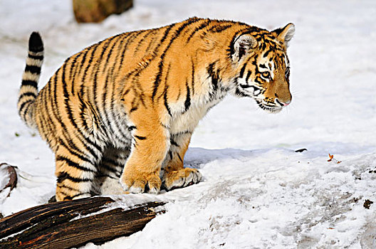 幼兽,西伯利亚虎,东北虎,站立,雪中