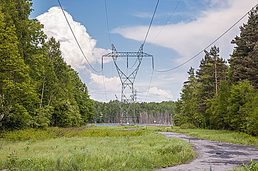 电,传送,高压电塔,树林