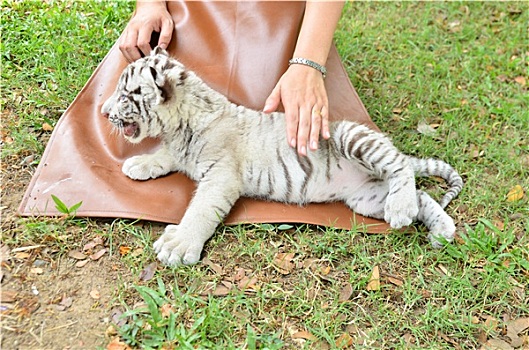 动物园管理员,喂婴儿,白色,虎