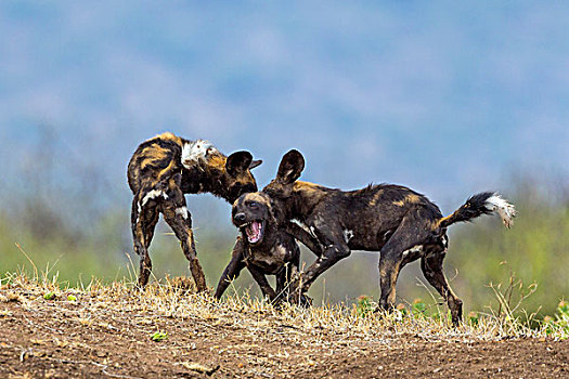 肯尼亚,野狗,玩耍,争斗