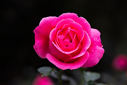 月季玫瑰蔷薇
