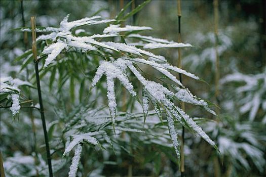 竹子,叶子,雪后,亚洲