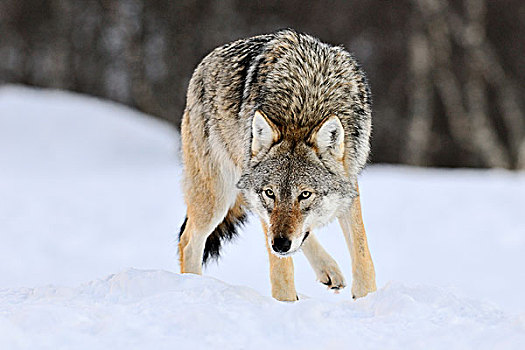 灰狼,狼,雪中,挪威