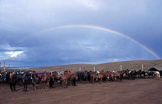内蒙古希拉穆仁草原上的马群
