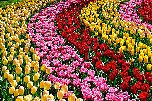 黄色,粉色,红色,郁金香,郁金香属,库肯霍夫公园,荷兰,欧洲