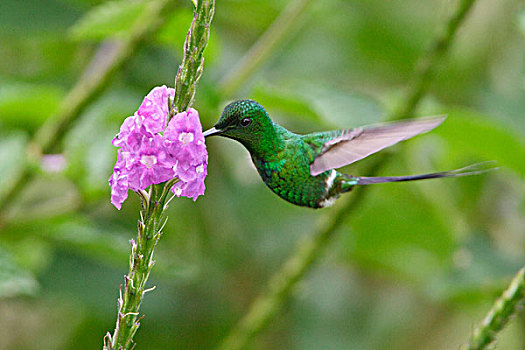 绿色,飞,进食,花,哥斯达黎加