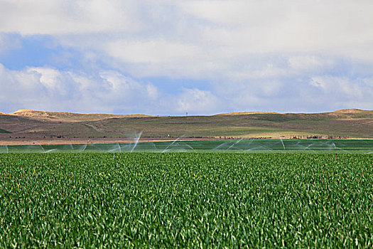 灌溉,作物,加利福尼亚,美国