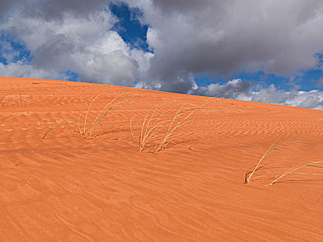 沙丘,干草,干燥地带,犹他,美国