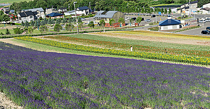 日本北海道薰衣草花海