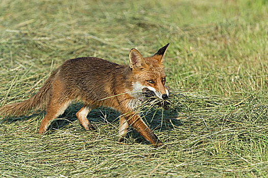 红狐,捕食,北方,黑森州,德国,欧洲