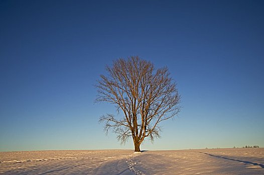 美瑛,冬季风景,树,哲学体系,晚间,风景