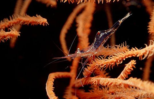 黑色,珊瑚虾,科莫多国家公园,印度尼西亚,印度洋,水下