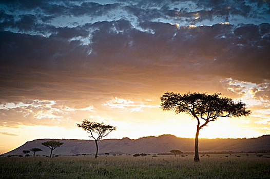 树,动物,非洲,日落,肯尼亚