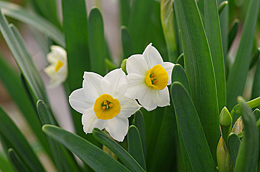 水仙花