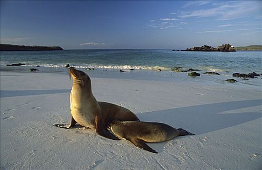 加拉帕戈斯,海狮,加拉帕戈斯海狮,幼仔,哺乳,加拉帕戈斯群岛