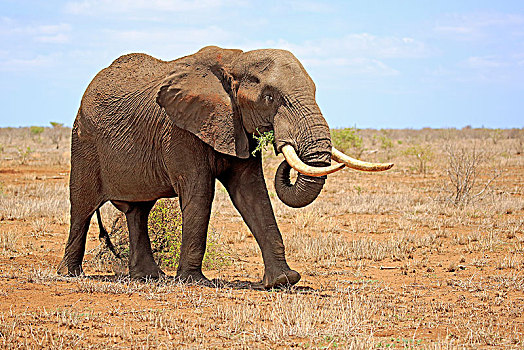 非洲象,成年,雄性,吃,觅食,雄性动物,克鲁格国家公园,南非,非洲
