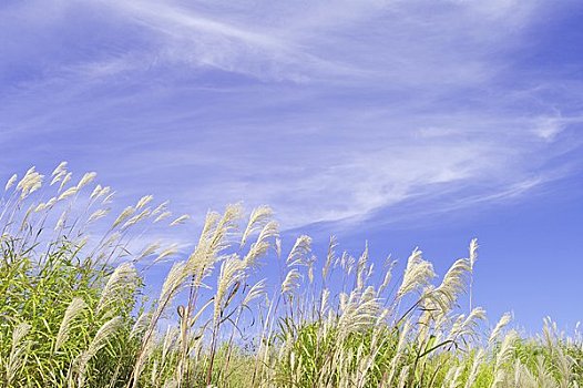 日本,潘帕斯草原,地点,卷云,蓝天