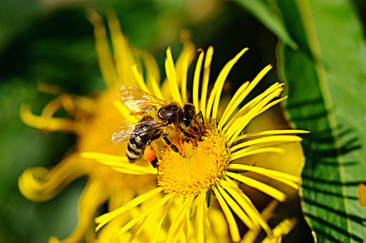 蜂蜜,蜜蜂,花