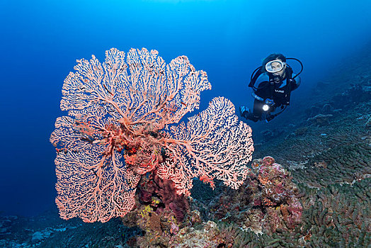 潜水,软珊瑚,杆,印度洋,马尔代夫,亚洲