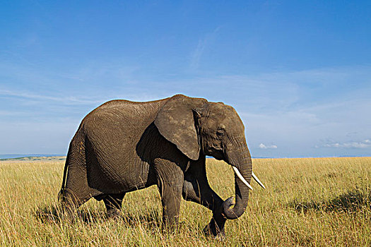 非洲,灌木,大象,非洲象,热带草原,马赛马拉国家保护区,肯尼亚
